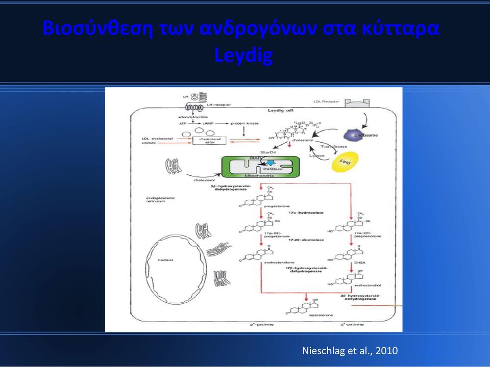 κύτταρα Leydig