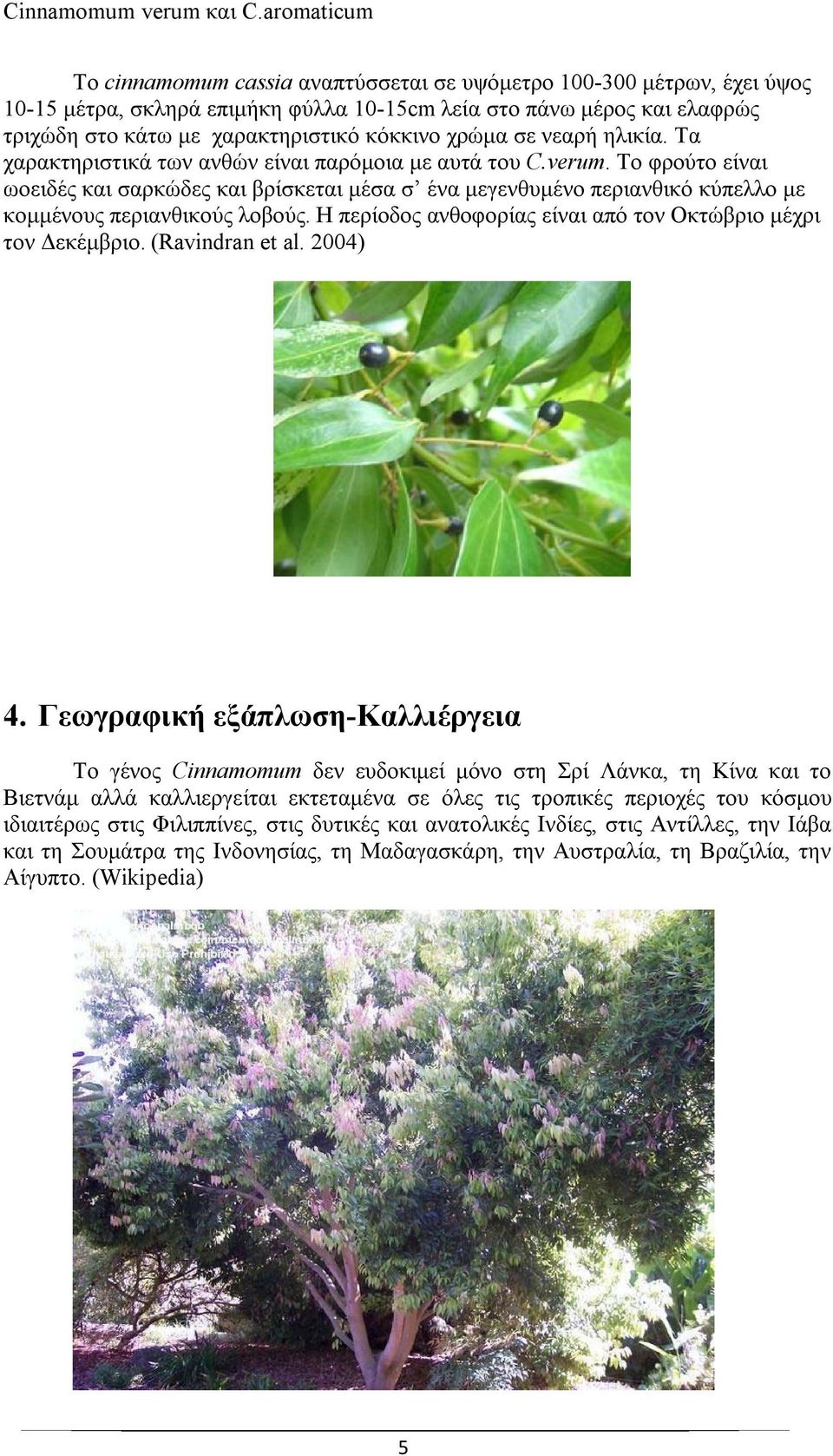 Το φρούτο είναι ωοειδές και σαρκώδες και βρίσκεται μέσα σ ένα μεγενθυμένο περιανθικό κύπελλο με κομμένους περιανθικούς λοβούς. Η περίοδος ανθοφορίας είναι από τον Οκτώβριο μέχρι τον Δεκέμβριο.