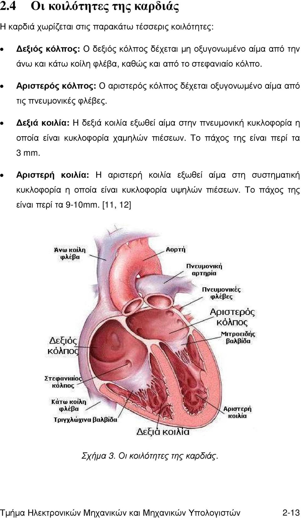 εξιά κοιλία: Η δεξιά κοιλία εξωθεί αίµα στην πνευµονική κυκλοφορία η οποία είναι κυκλοφορία χαµηλών πιέσεων. Το πάχος της είναι περί τα 3 mm.