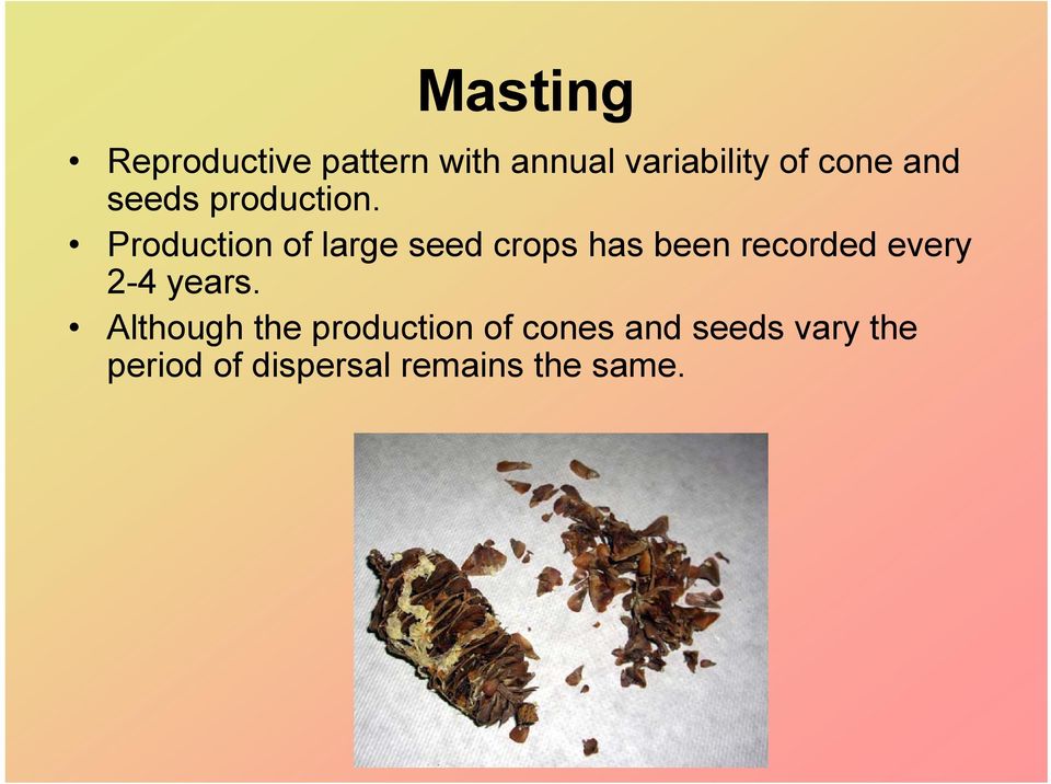 Production of large seed crops has been recorded every 2-4
