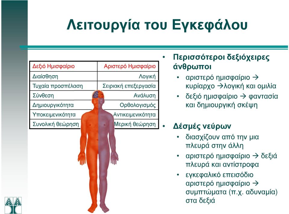 αριστερό ηµισφαίριο κυρίαρχο λογική και οµιλία δεξιό ηµισφαίριο φαντασία και δηµιουργική σκέψη έσµές νεύρων διασχίζουν από την µια