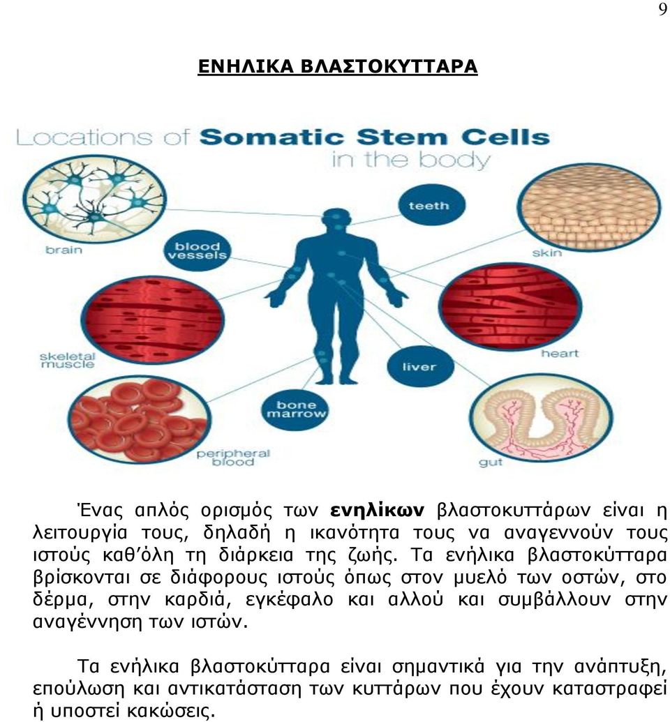 Τα ενήλικα βλαστοκύτταρα βρίσκονται σε διάφορους ιστούς όπως στον μυελό των οστών, στο δέρμα, στην καρδιά, εγκέφαλο και