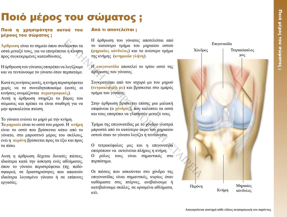 Χόνδρος Επιγονατίδα Τετρακέφαλος μυς Η άρθρωση του γόνατος επιτρέπει να λυγίζουμε και να τεντώνουμε το γόνατο όταν περπατάμε. Η επιγονατίδα αποτελεί το τρίτο οστό της άρθρωσης του γόνατος.