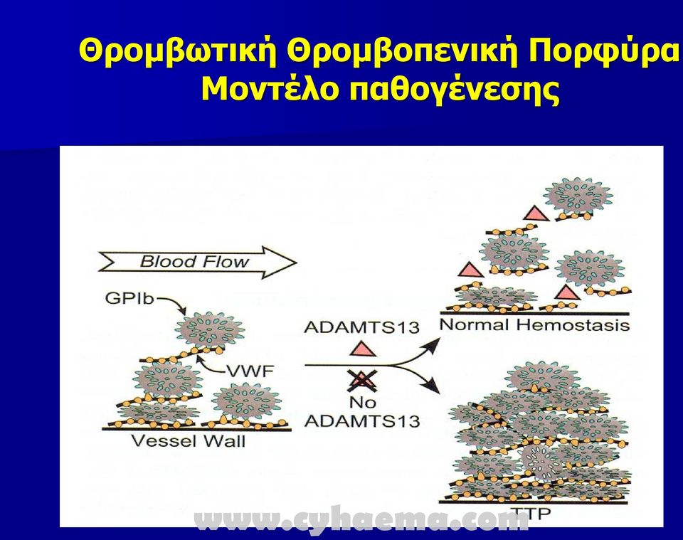 Πορφύρα