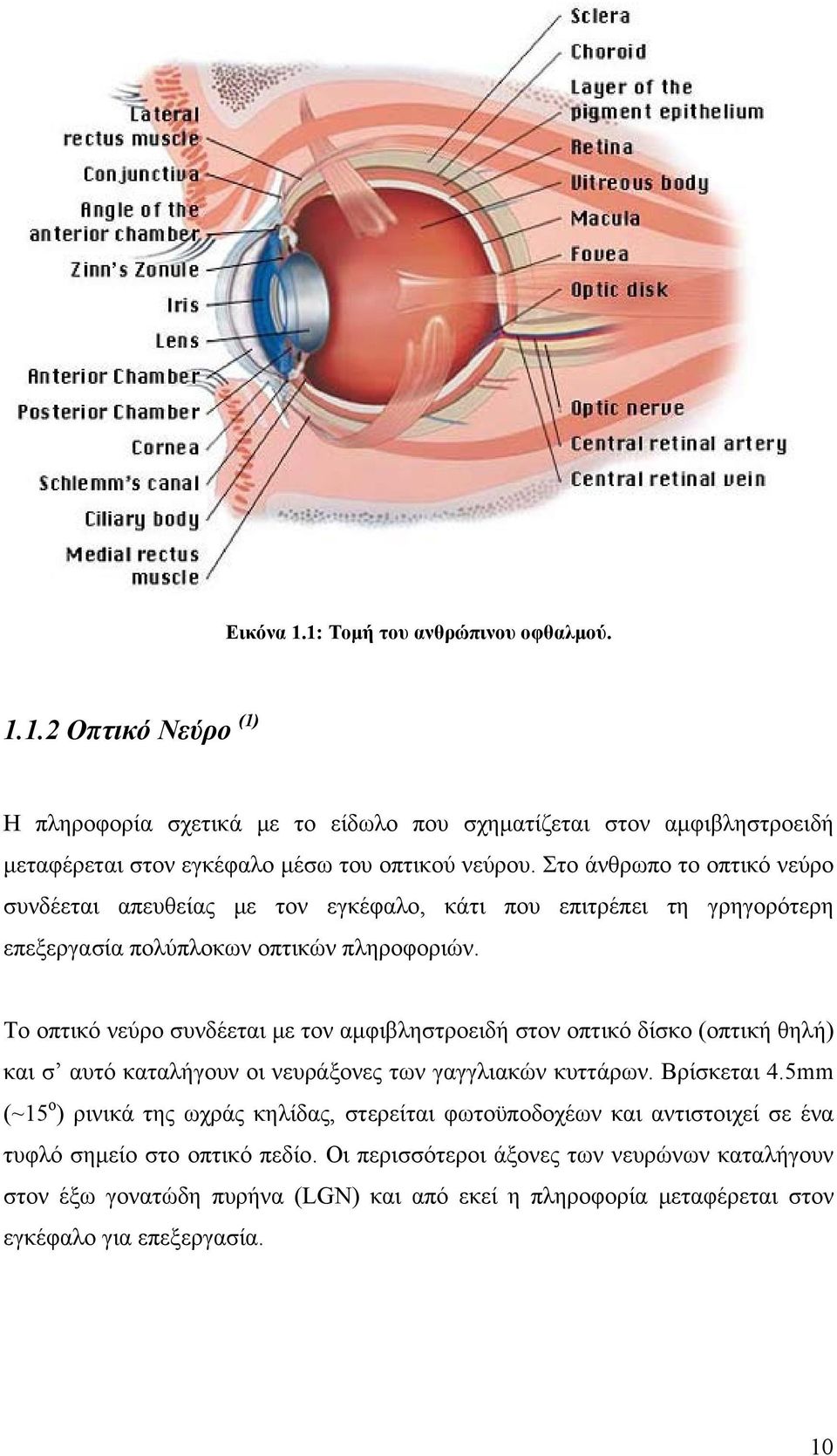 Το οπτικό νεύρο συνδέεται με τον αμφιβληστροειδή στον οπτικό δίσκο (οπτική θηλή) και σ αυτό καταλήγουν οι νευράξονες των γαγγλιακών κυττάρων. Βρίσκεται 4.