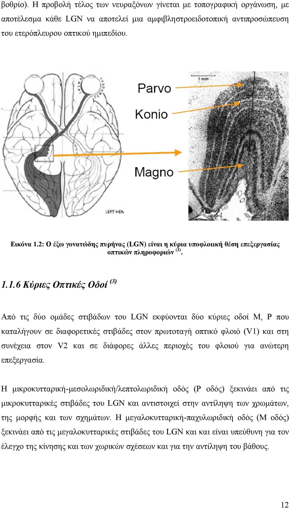 1.6 Κύριες Οπτικές Οδοί (3) Από τις δύο ομάδες στιβάδων του LGN εκφύονται δύο κύριες οδοί Μ, Ρ που καταλήγουν σε διαφορετικές στιβάδες στον πρωτοταγή οπτικό φλοιό (V1) και στη συνέχεια στον V2 και σε