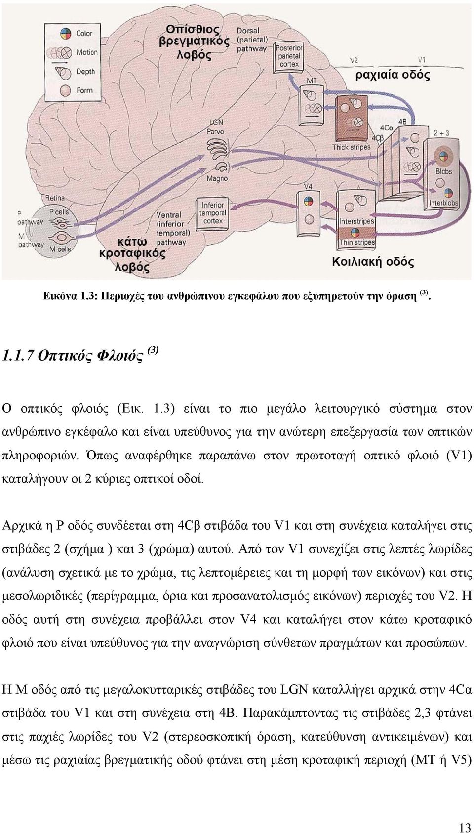 Αρχικά η Ρ οδός συνδέεται στη 4Cβ στιβάδα του V1 και στη συνέχεια καταλήγει στις στιβάδες 2 (σχήμα ) και 3 (χρώμα) αυτού.