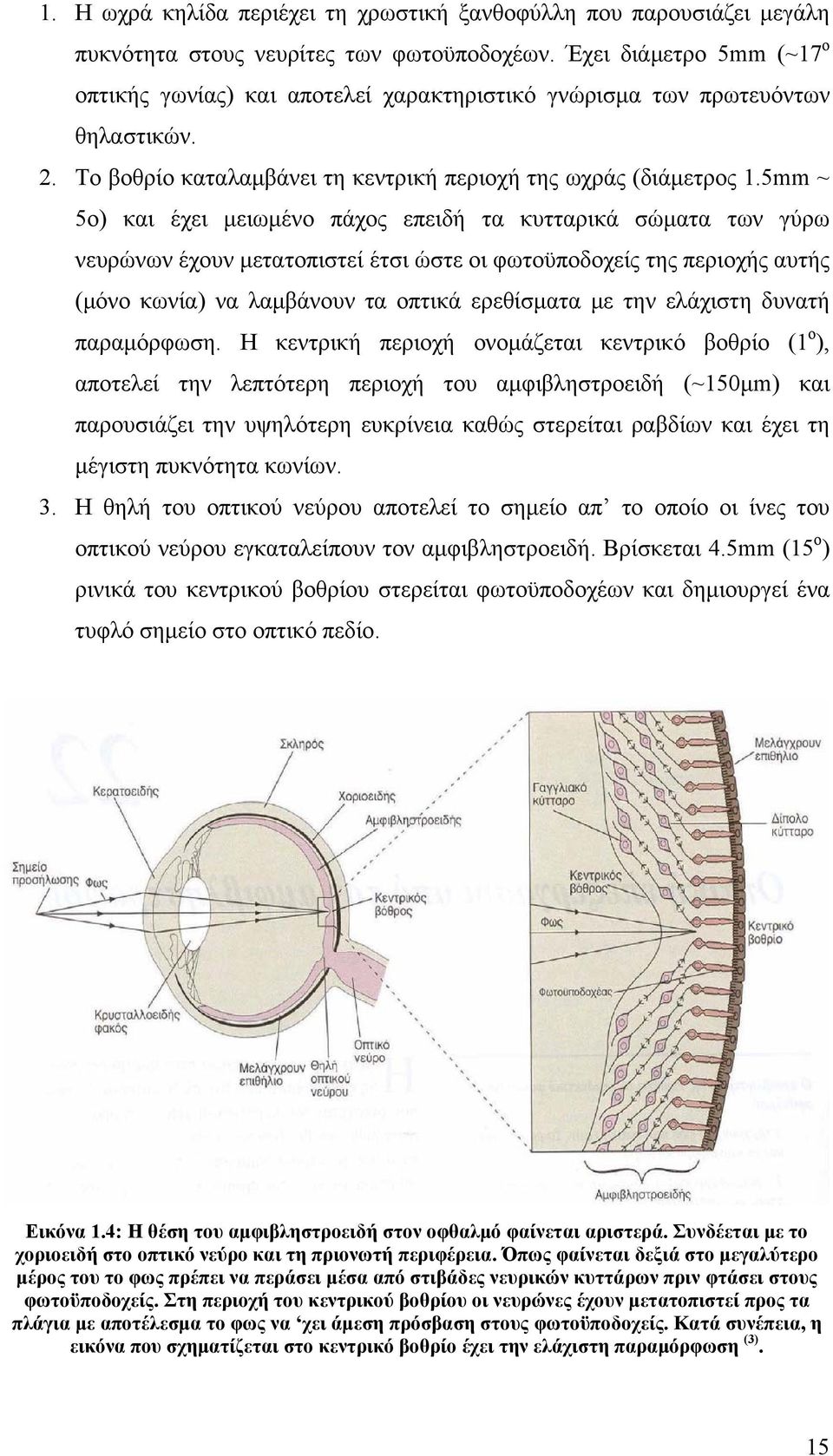 5mm ~ 5o) και έχει μειωμένο πάχος επειδή τα κυτταρικά σώματα των γύρω νευρώνων έχουν μετατοπιστεί έτσι ώστε οι φωτοϋποδοχείς της περιοχής αυτής (μόνο κωνία) να λαμβάνουν τα οπτικά ερεθίσματα με την