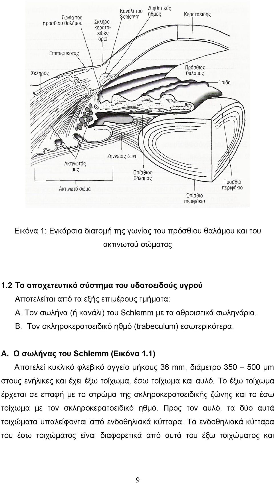 1) Αποτελεί κυκλικό φλεβικό αγγείο μήκους 36 mm, διάμετρο 350 500 μm στους ενήλικες και έχει έξω τοίχωμα, έσω τοίχωμα και αυλό.