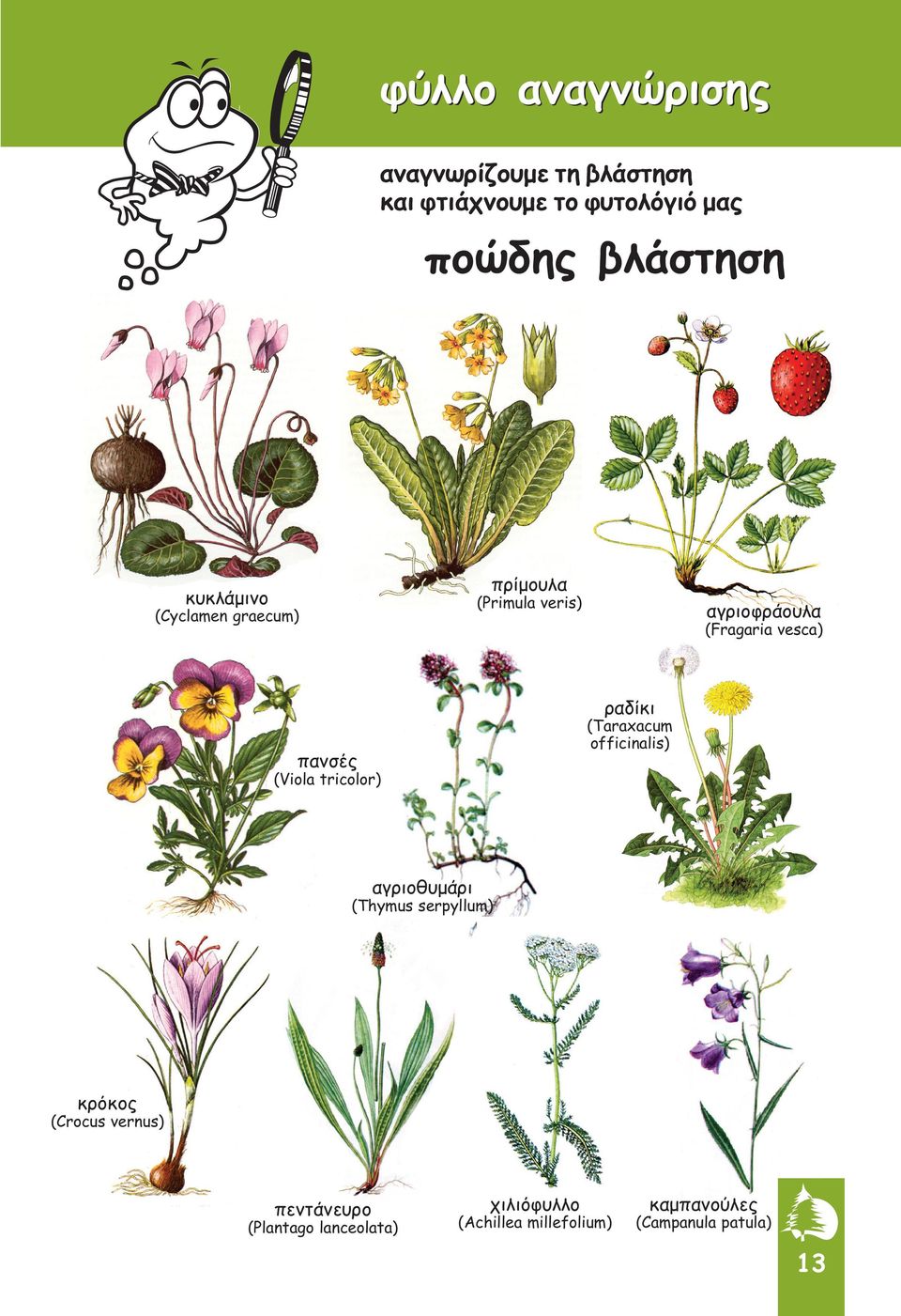 (Taraxacum officinalis) πανσές (Viola tricolor) αγριοθυµάρι (Thymus serpyllum) κρόκος (Crocus