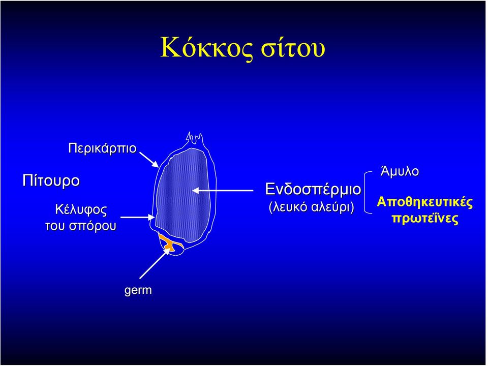 σπόρου Ενδοσπέρμιο (λευκό