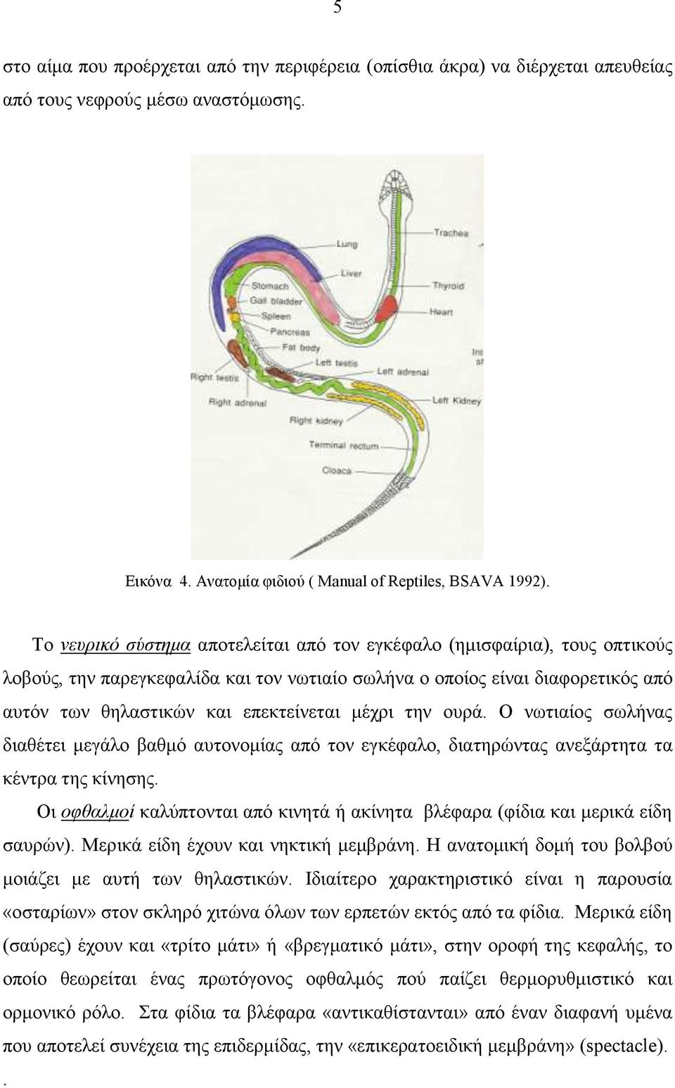 μέχρι την ουρά. Ο νωτιαίος σωλήνας διαθέτει μεγάλο βαθμό αυτονομίας από τον εγκέφαλο, διατηρώντας ανεξάρτητα τα κέντρα της κίνησης.