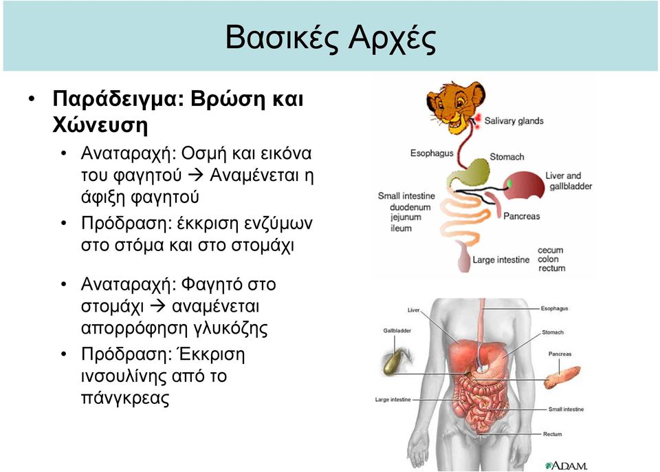 ενζύµων στο στόµα και στο στοµάχι Αναταραχή: Φαγητό στο στοµάχι