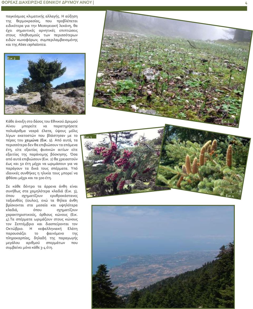 Abies cephalonica. Εικ.2. Κάθε άνοιξη στο δάσος του Εθνικού Δρυμού Αίνου μπορείτε να παρατηρήσετε πολυάριθμα νεαρά έλατα, ύψους μόλις λίγων εκατοστών που βλάστησαν με το πέρας του χειμώνα (Eικ. 1).