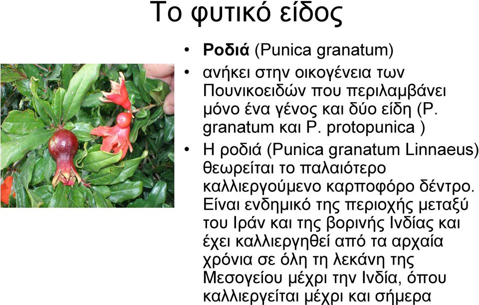 protopunica ) Η ξνδηά (Punica granatum Linnaeus) ζεσξείηαη ην παιαηόηεξν θαιιηεξγνύκελν θαξπνθόξν δέληξν.