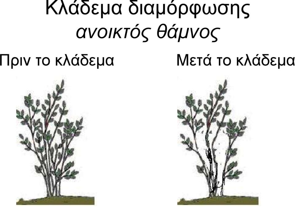 ανοικηόρ θάμνορ