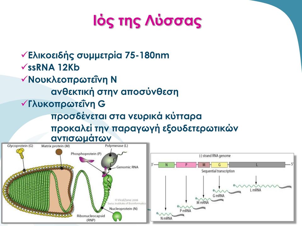 αποσύνθεση Γλυκοπρωτεΐνη G προσδένεται στα