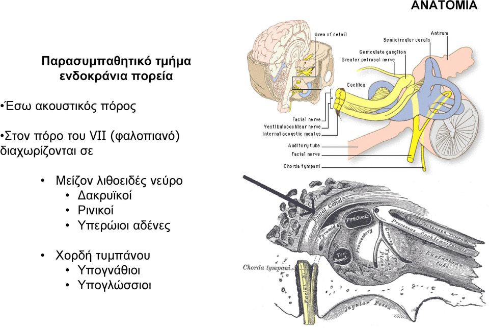 διαχωρίζονται σε Μείζον λιθοειδές νεύρο ακρυϊκοί