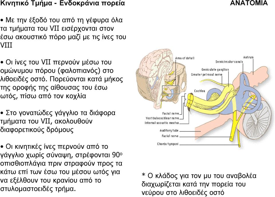 Πορεύονται κατά μήκος της οροφής της αίθουσας του έσω ωτός, πίσω από τον κοχλία Στο γονατώδες γάγγλιο τα διάφορα τμήματα του VII, ακολουθούν διαφορετικούς δρόμους Οι
