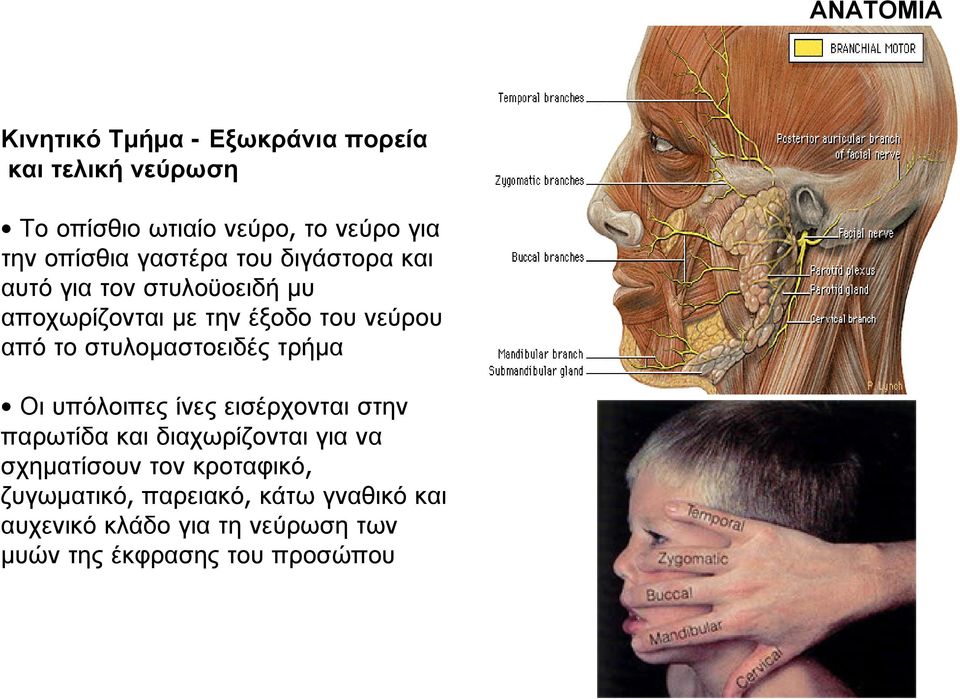 στυλομαστοειδές τρήμα Οι υπόλοιπες ίνες εισέρχονται στην παρωτίδα και διαχωρίζονται για να σχηματίσουν τον