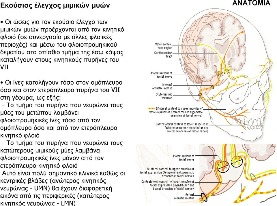 πολύ σημαντικό κλινικά καθώς οι κεντρικές βλάβες (ανώτερος κινητικός νευρώνας - UMN) θα έχουν διαφορετική εικόνα από τις περιφερικές (κατώτερος κινητικός νευρώνας -LMN) Εκούσιος έλεγχος μιμικών μυών