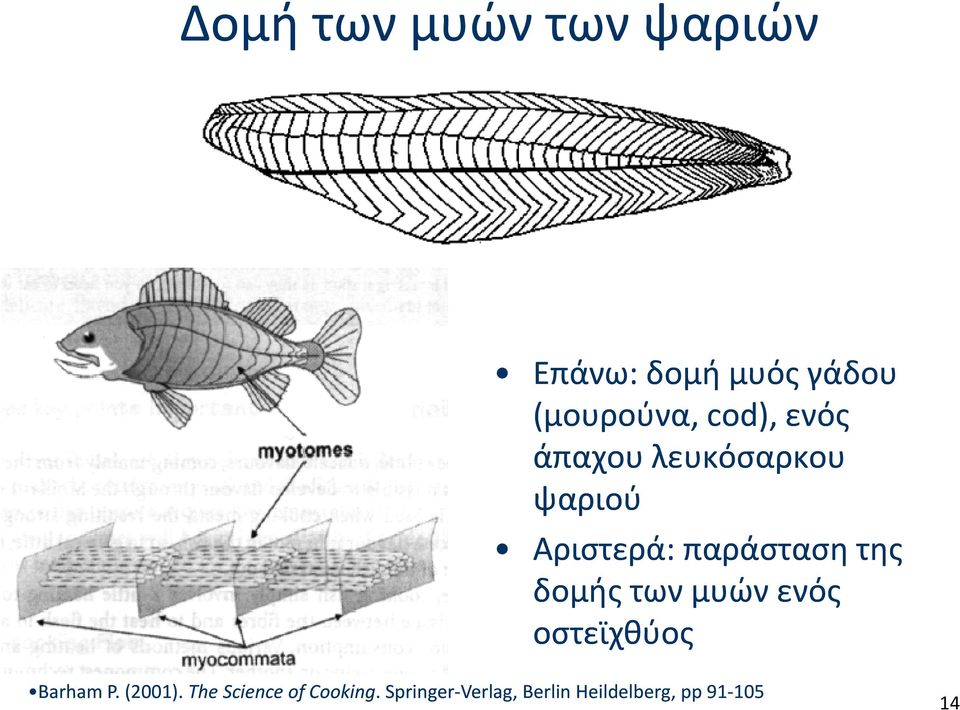 δομής των μυών ενός οστεϊχθύος Barham P. (2001).