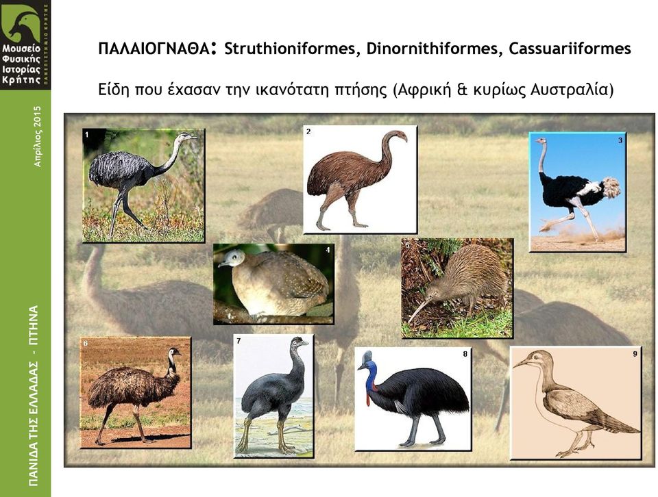 Cassuariiformes Είδη που έχασαν