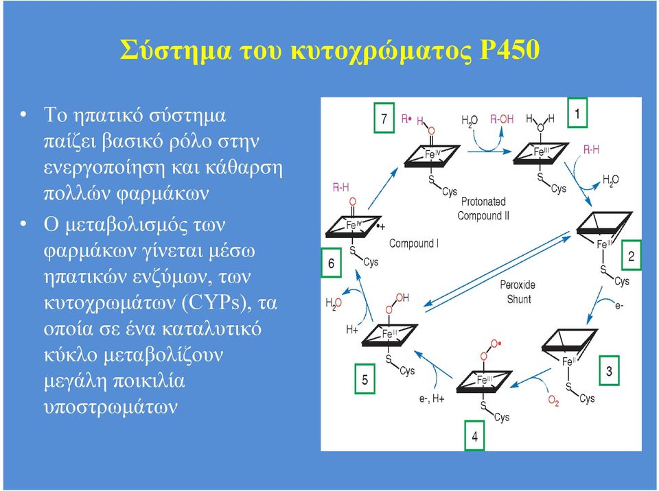 φαρμάκων γίνεται μέσω ηπατικών ενζύμων, των κυτοχρωμάτων (CYPs), τα