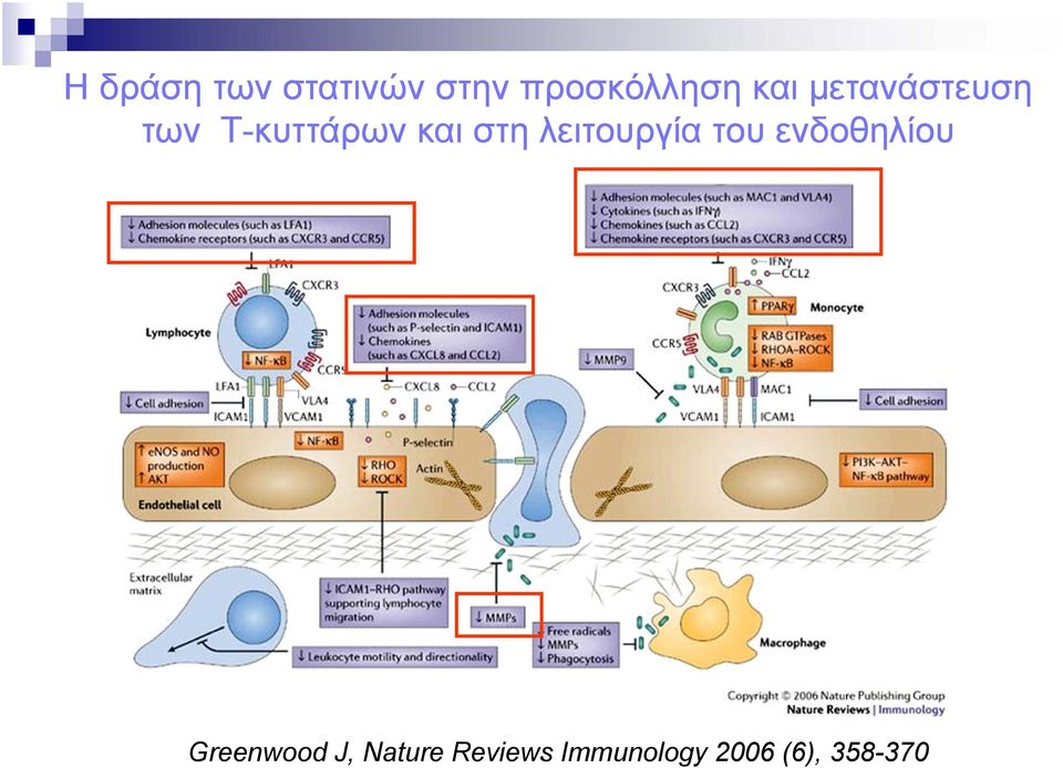 λειτουργία του ενδοθηλίου Greenwood J,