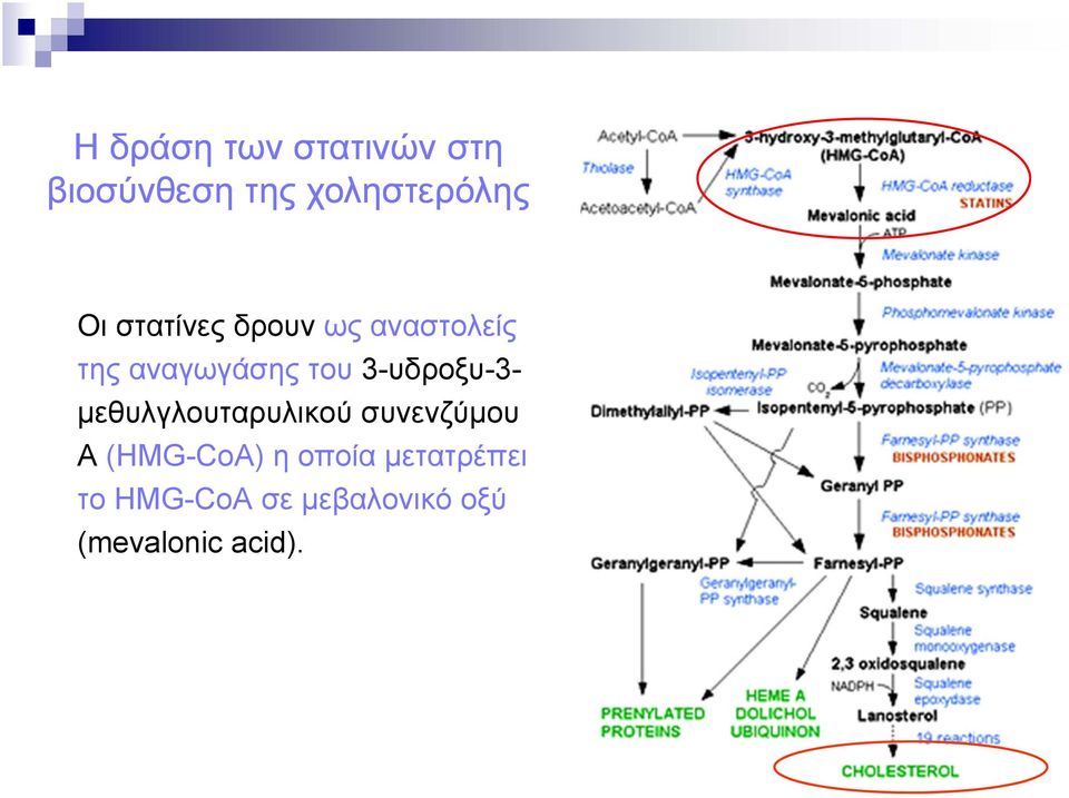 3-υδροξυ-3- μεθυλγλουταρυλικού συνενζύμου Α (HMG-CoA) η