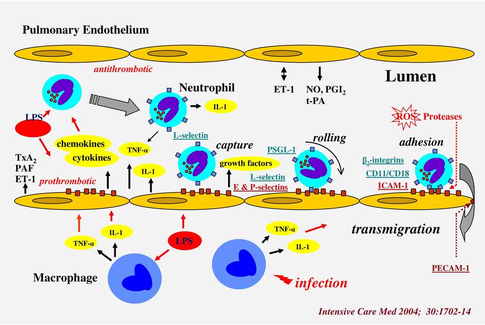 PSGL-1 growth factors L-selectin E & P-selectins rolling β 2 -integrins CD11/CD18 ICAM-1
