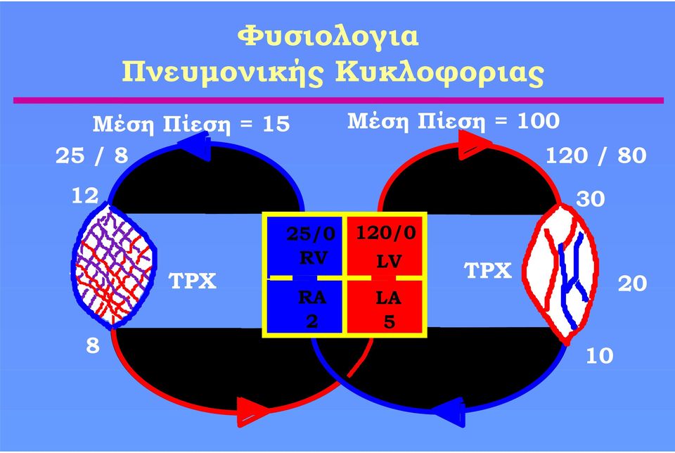 ARTERY ARTERY 12 PULMONARY SYSTEMIC 30 8