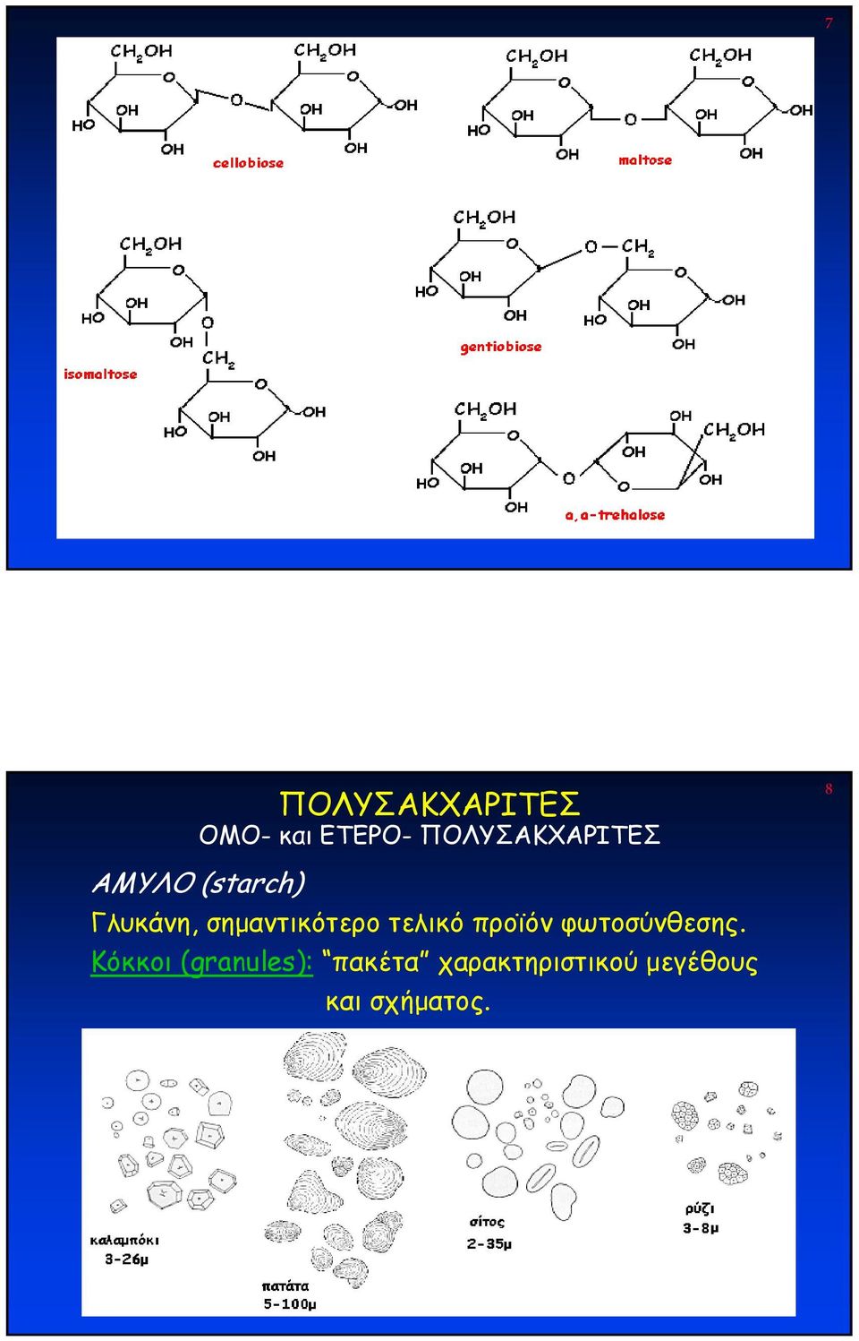 σηµαντικότερο τελικό προϊόν φωτοσύνθεσης.