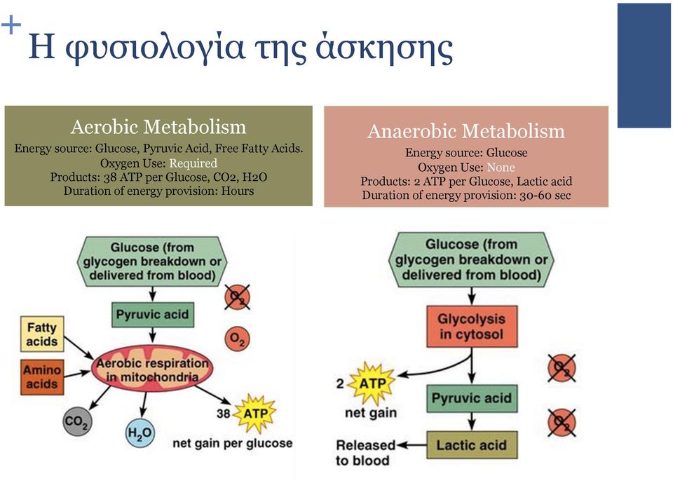 Oxygen Use: Required Products: 38 ATP per Glucose, CO2, H2O Duration of energy