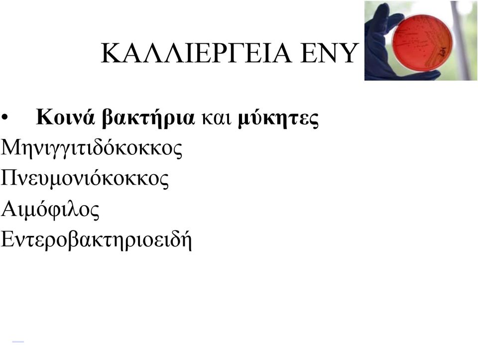 Μηνιγγιτιδόκοκκος
