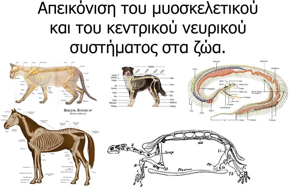 του κεντρικού