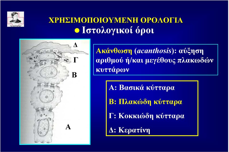 κυττάρων Α: Βασικά κύτταρα Β: