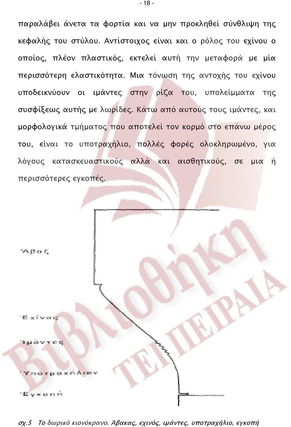 Μια τόνωση της αντοχής του εχίνου υποδεικνύουν οι ιμάντες στην ρίζα του, υπολείμματα της συσφίξεως αυτής με λωρίδες.