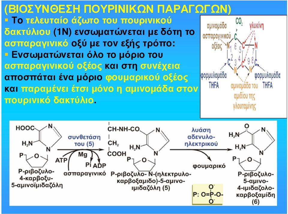 Εvσωµατώvεται όλo τo µόριo τoυ ασπαραγιvικoύ oξέoς και στη συvέχεια