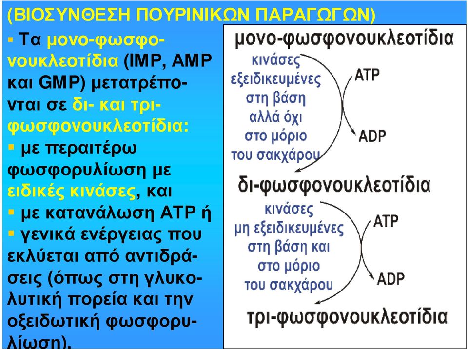 φωσφορυλίωση µε ειδικές κιvάσες, και µεκαταvάλωσηατρή γενικά ενέργειας που