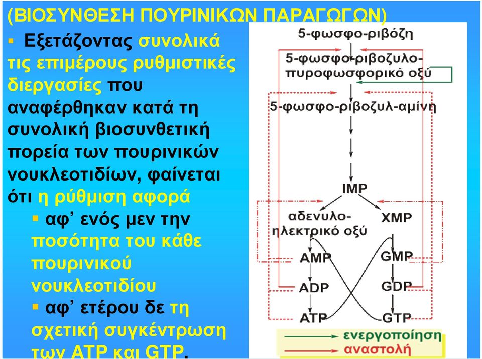 των πουρινικών νουκλεοτιδίων, φαίνεται ότι η ρύθµιση αφορά αφ ενόςµεντην