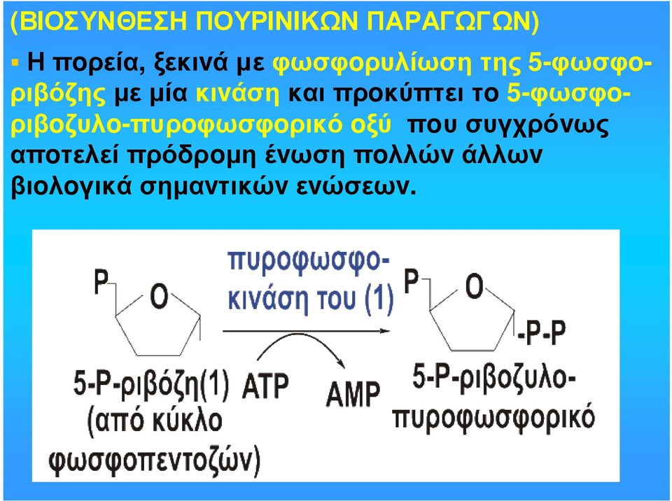 πρoκύπτει τo 5-φωσφoριβoζυλo-πυρoφωσφoρικό oξύ πoυ