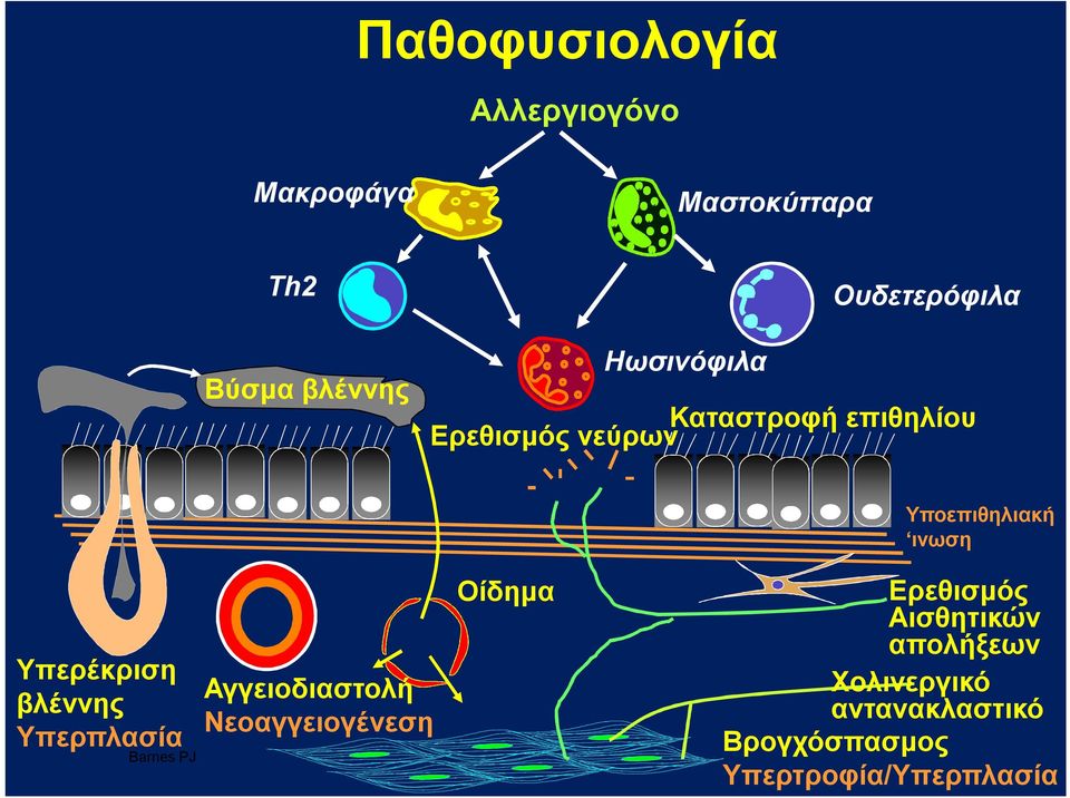 Υπερπλασία Barnes PJ Αγγειοδιαστολή Νεοαγγειογένεση Οίδημα Υποεπιθηλιακή ινωση