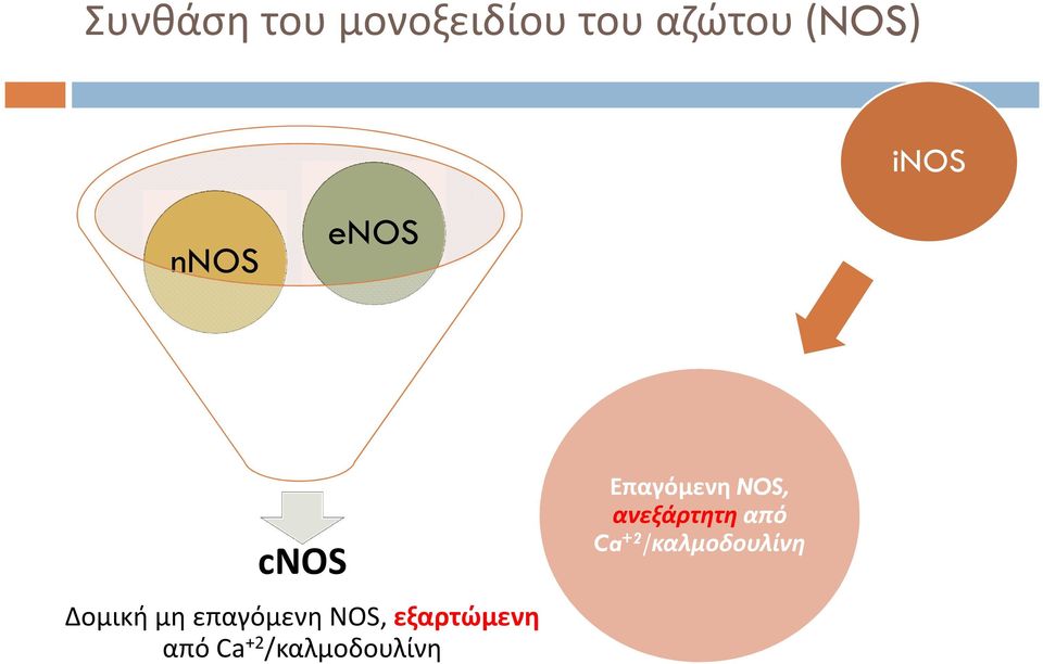 NOS, εξαρτώμενη από Ca +2 /καλμοδουλίνη