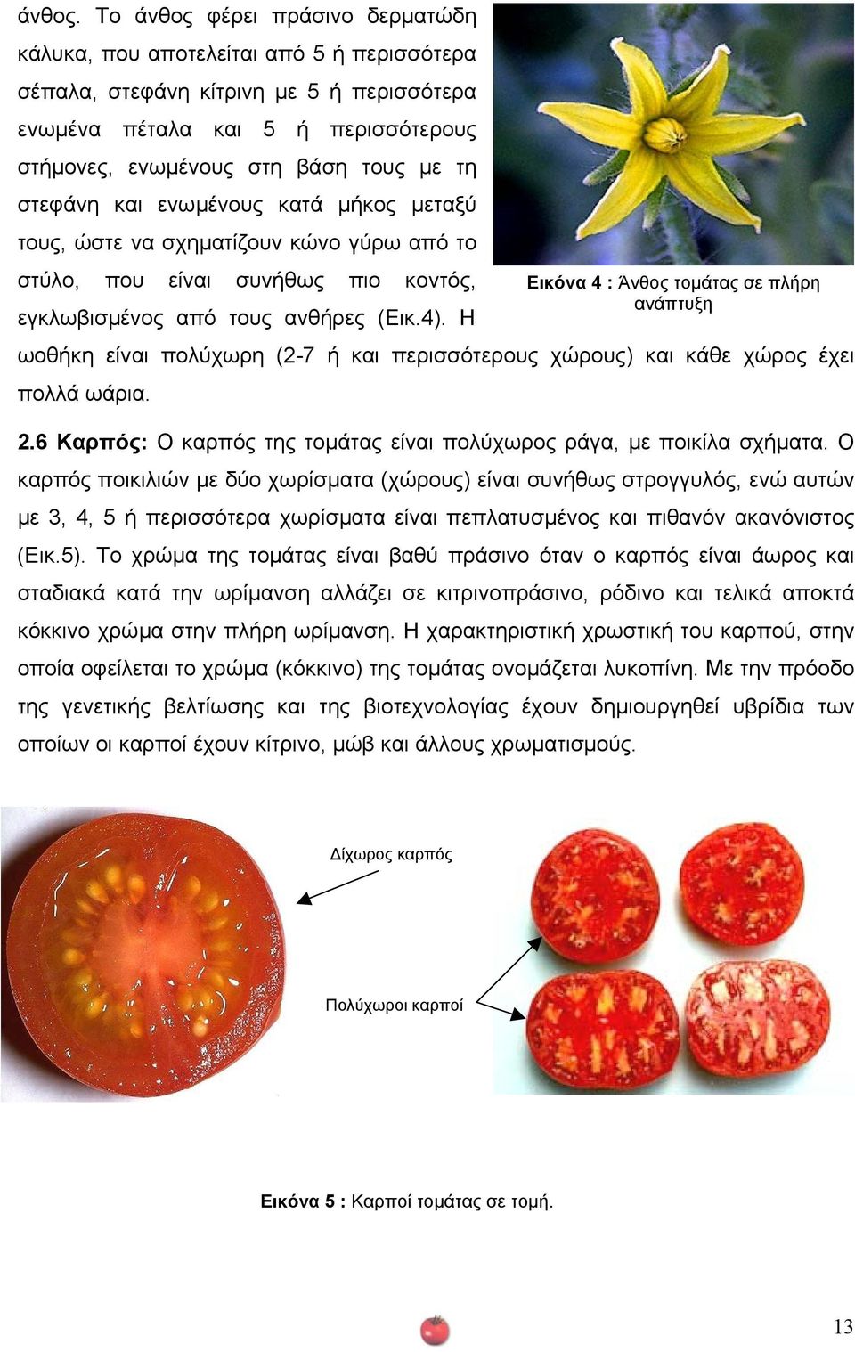 στεφάνη και ενωµένους κατά µήκος µεταξύ τους, ώστε να σχηµατίζουν κώνο γύρω από το στύλο, που είναι συνήθως πιο κοντός, εγκλωβισµένος από τους ανθήρες (Εικ.4).