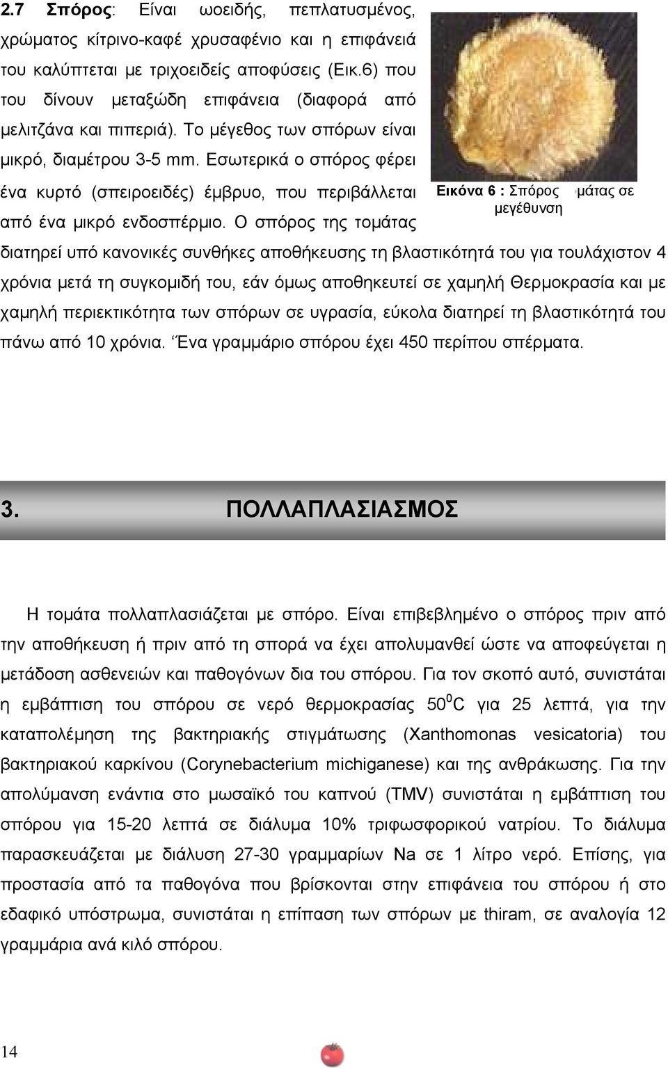 Εσωτερικά ο σπόρος φέρει ένα κυρτό (σπειροειδές) έµβρυο, που περιβάλλεται από ένα µικρό ενδοσπέρµιο.