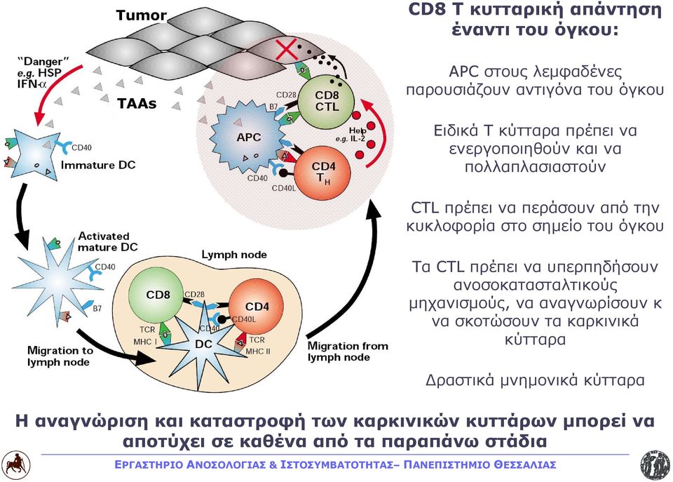 Τα CTL πρέπει να υπερπηδήσουν ανοσοκατασταλτικούς μηχανισμούς, να αναγνωρίσουν κ να σκοτώσουν τα καρκινικά κύτταρα