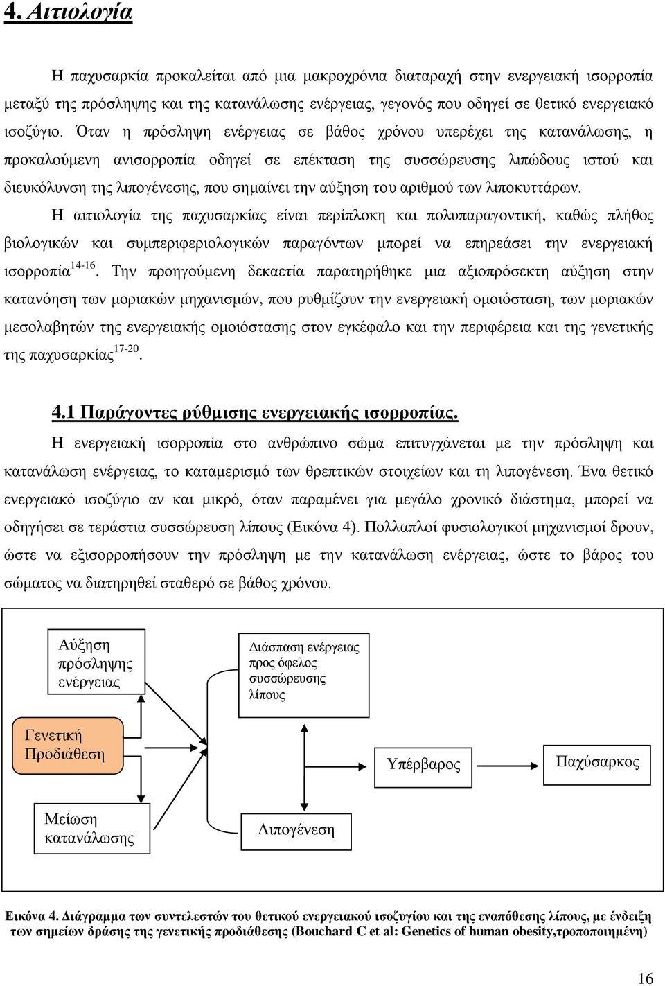 αύξηση του αριθμού των λιποκυττάρων.