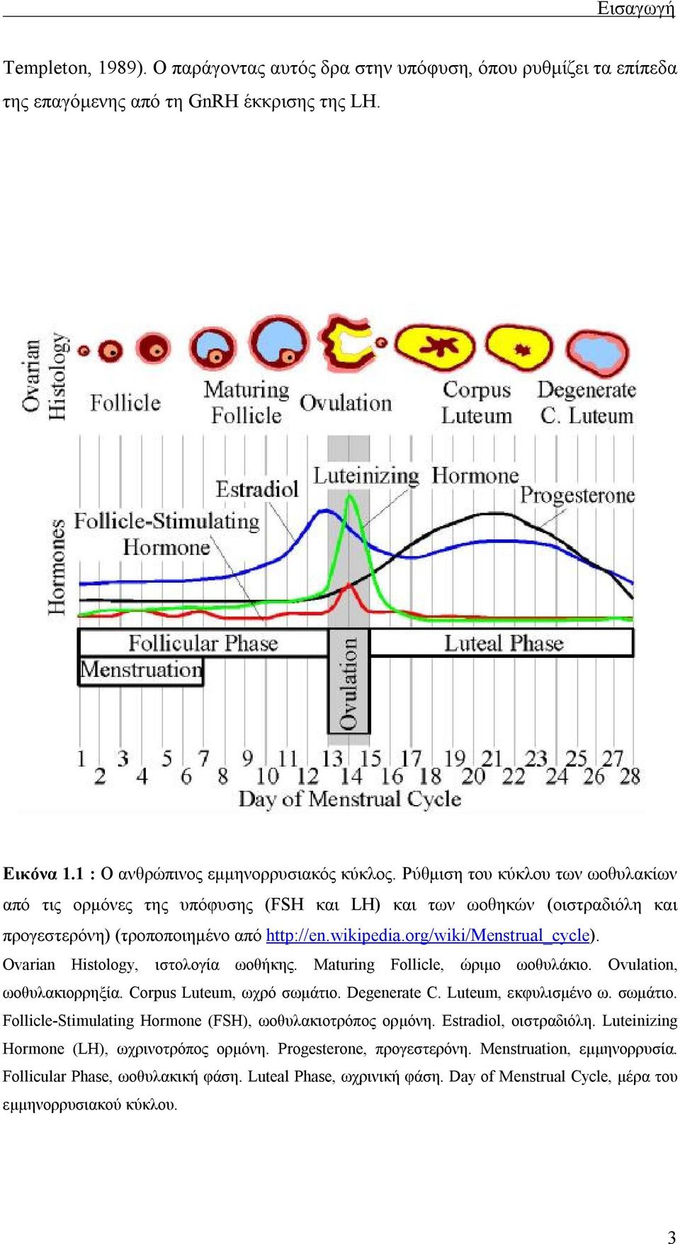 Ovarian Histology, ιστολογία ωοθήκης. Maturing Follicle, ώριμο ωοθυλάκιο. Ovulation, ωοθυλακιορρηξία. Corpus Luteum, ωχρό σωμάτιο. Degenerate C. Luteum, εκφυλισμένο ω. σωμάτιο. Follicle-Stimulating Hormone (FSH), ωοθυλακιοτρόπος ορμόνη.