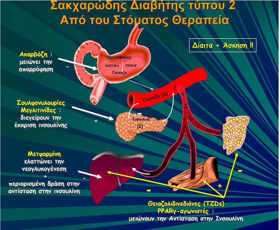 ! Σουλφονυλουρίες Μεγλιτινίδες : διεγείρουν την έκκριση ινσουλίνης + Ινσουλίνη (I) Γλυκόζη (G) I G I G G I G I